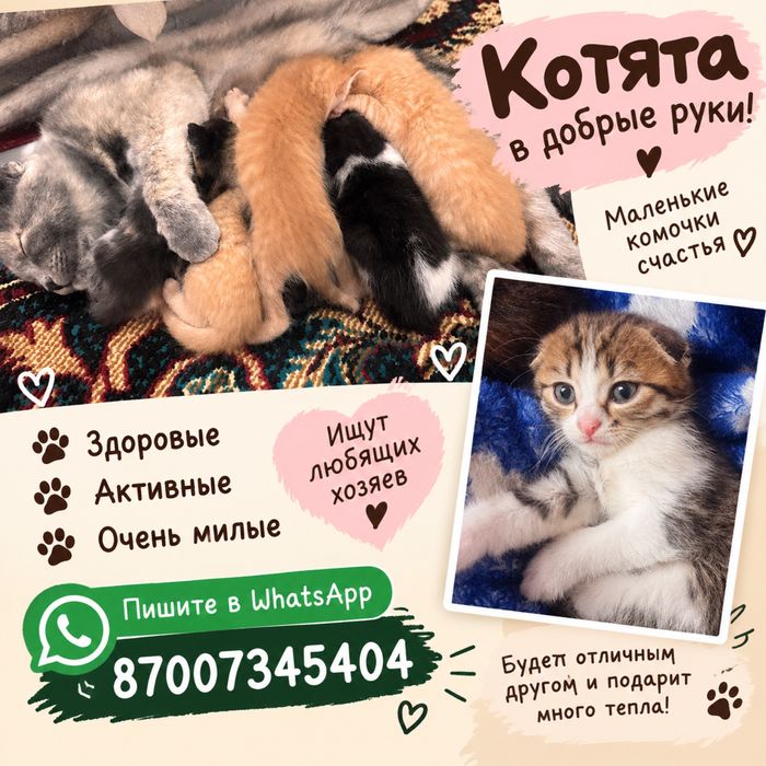 котята добрые руки
