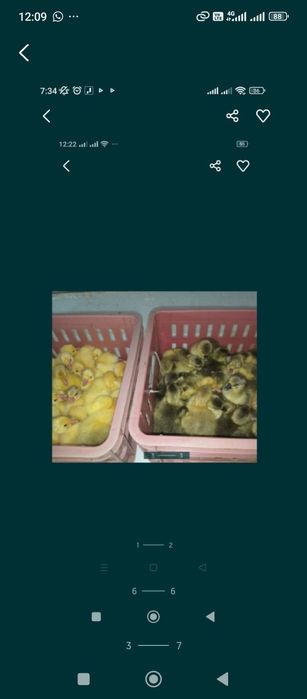 Яйца инуюкубационный бройлер