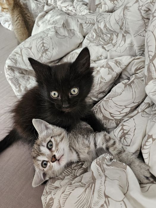 Отдам котят в хорошие руки