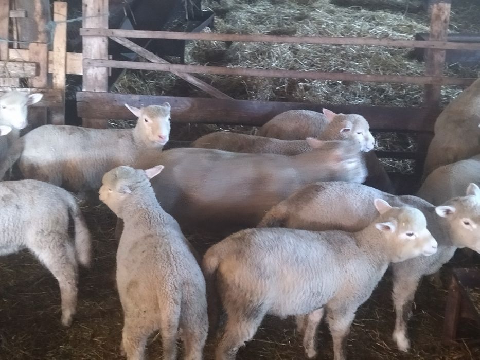 Месодайни агнета Ил дьо Франс