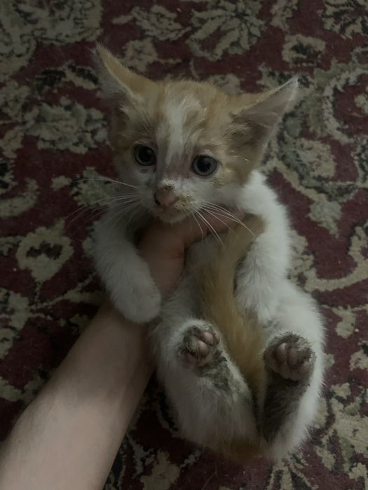 Отдам кошку в добрые руки
