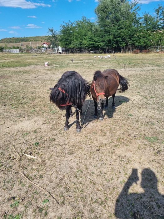 Vând ponei negru gipsy și poneiță gestantă..