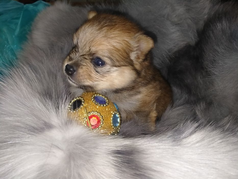 Померанский шпиц