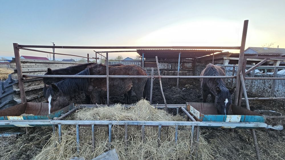 Продам лошадей разных возростов