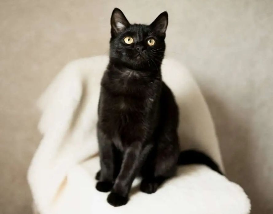 Мышеловка стерилизованная молодая