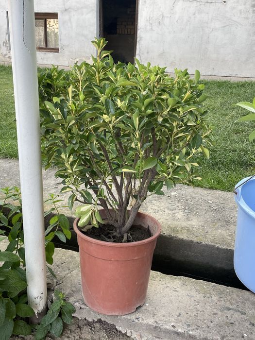 Сарик шамшод срочна сотилади