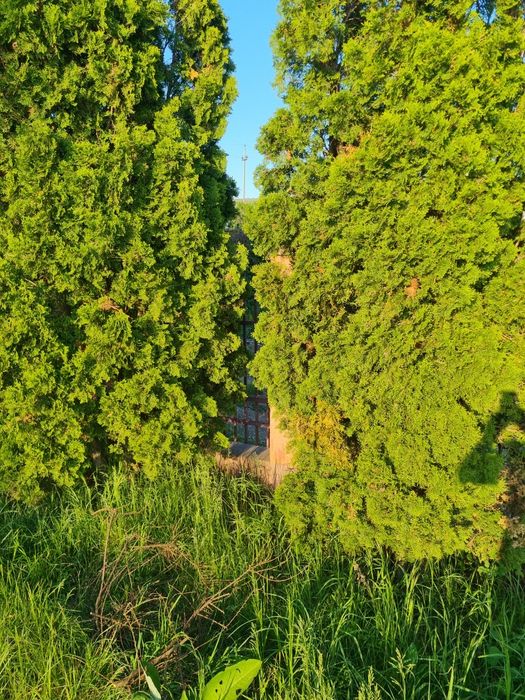 SUPER. 2500 m teren ,intravilan ,utilitati,acces,livada si pomi,imprej