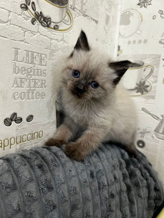 Красивые  котята