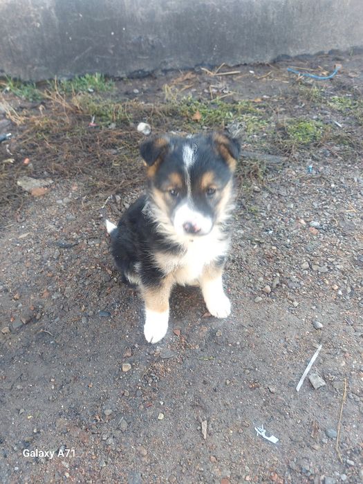 Отдам щенка, девочку в хорошие руки.