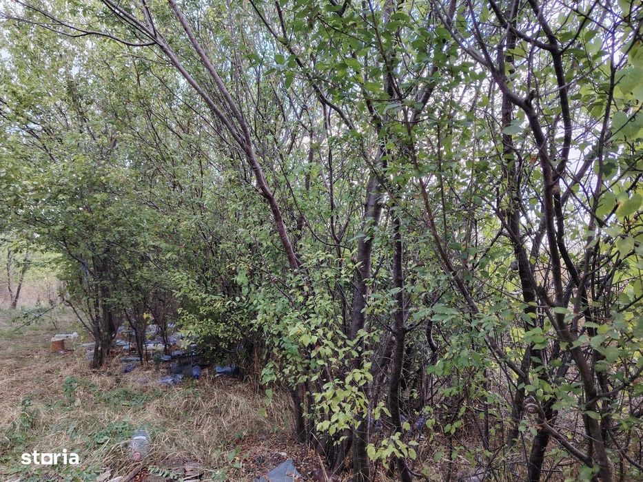 4 terenuri extravilane, 22.000 mp, in zona Verguleasa, langa Buzau