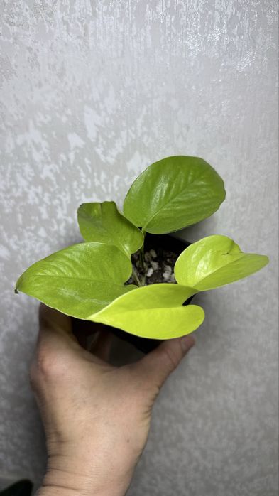 Сциндапсус  Лимон  Лайм, Филадендрон Бразил