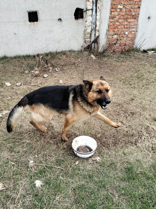 Продам овчарку