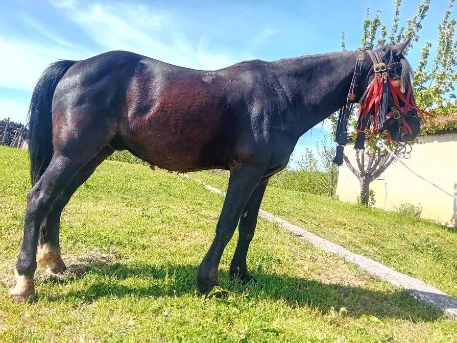 Vand cal foarte cumine