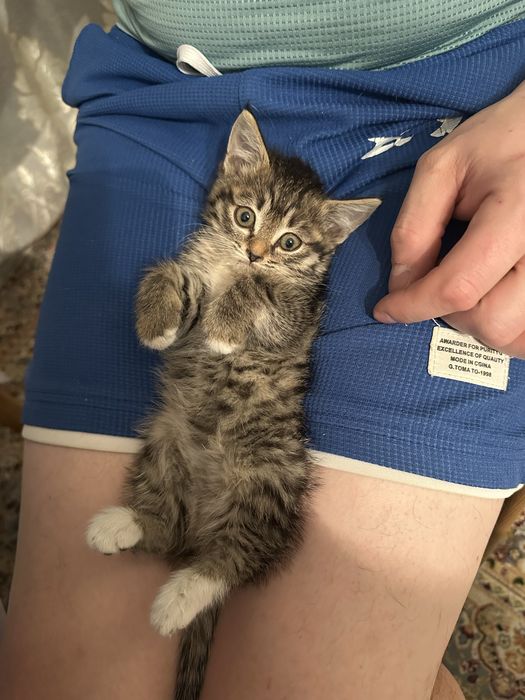 Отдам в надежные добрые руки. Котенок