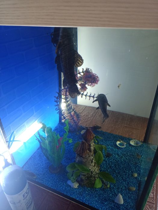 Аквариум с рыбками