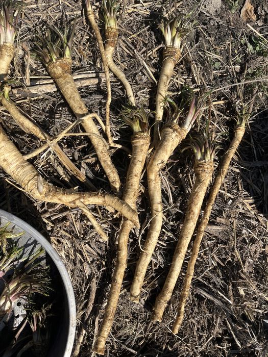 Продается хрен свежий