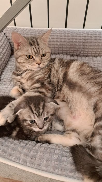 Продам шотландского котенка