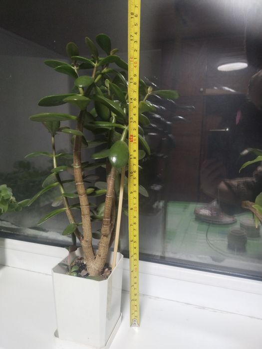 Крассула (денежное дерево)