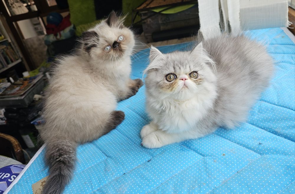 Котенца персийски