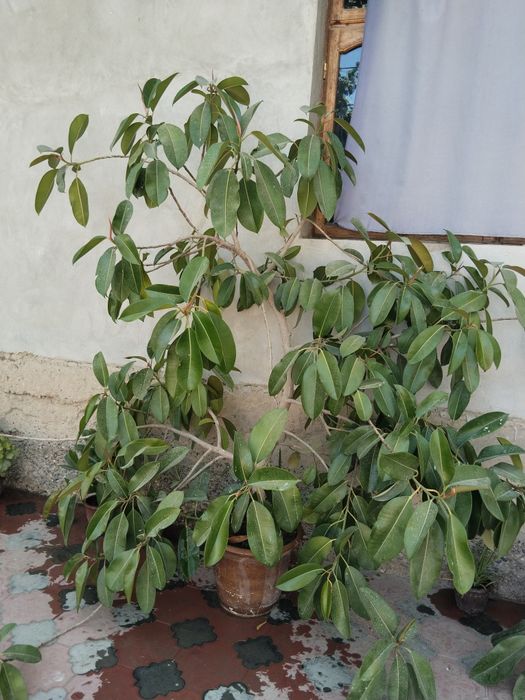 Yashil shahzoda (fiks) nomli hashamdor gul