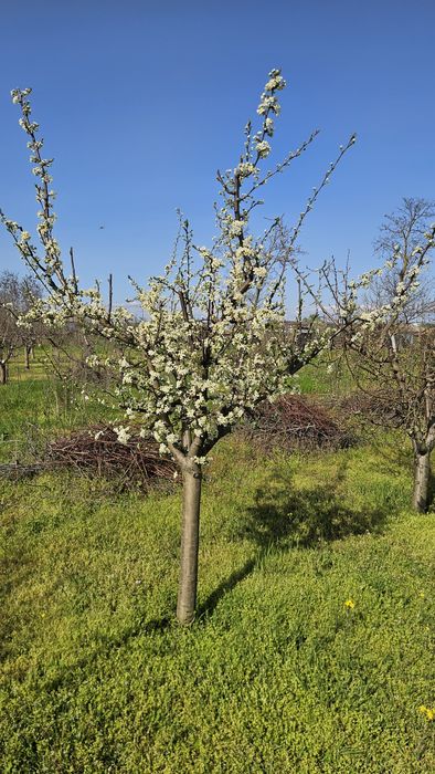 Taieri de fructificare si formare pomi fructiferi