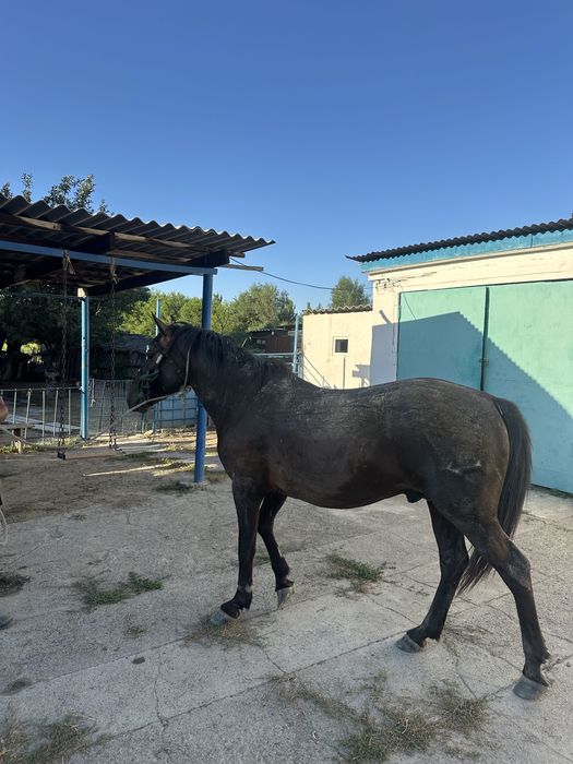 Айгыр Жеребец 6 жас