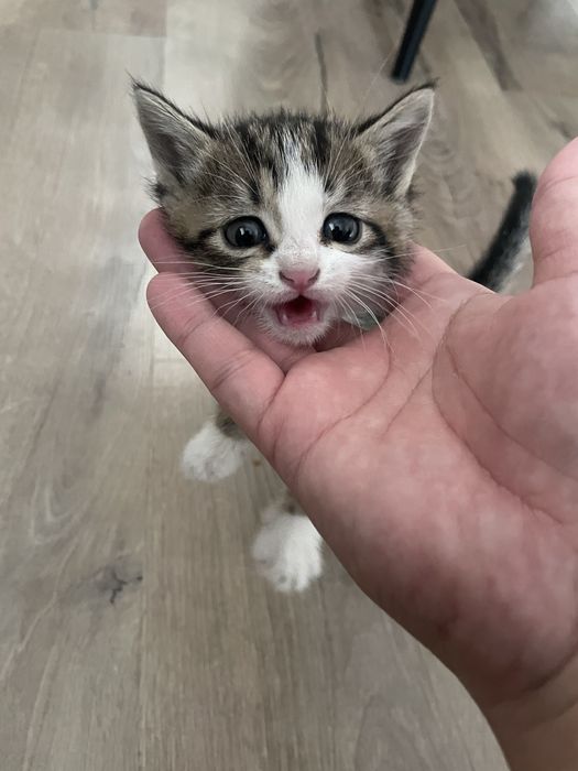 Котята месячные в добрые руки