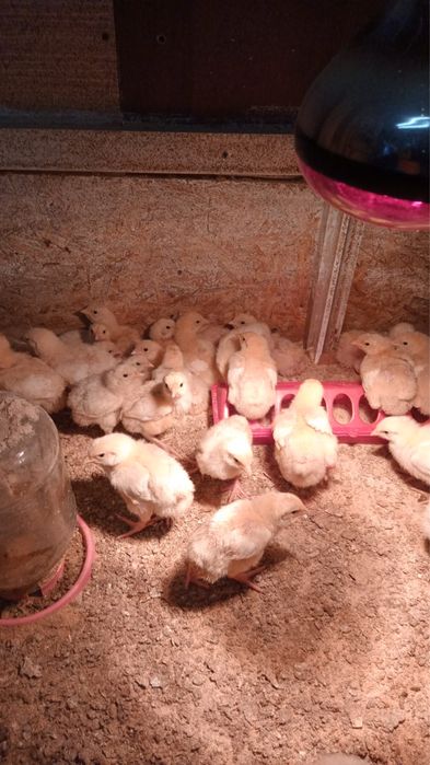 цыплята бройлра 1 неделя