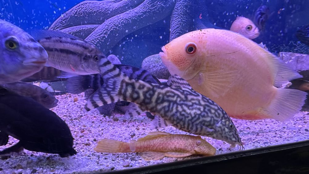 Цихлида Аулонокара Орхидея