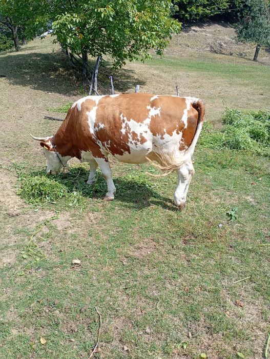 Vacă de vînzare gestantă de 8 luni vacă are 8 ani