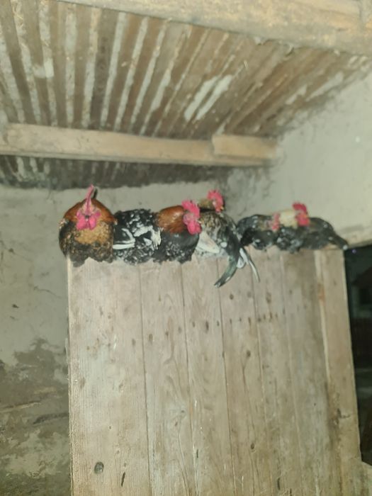 Cocoși pitici de vanzare