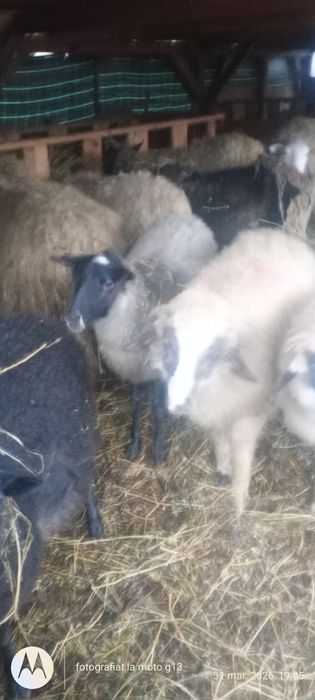 Vând mieide carne pentru sacrificat sau ținut