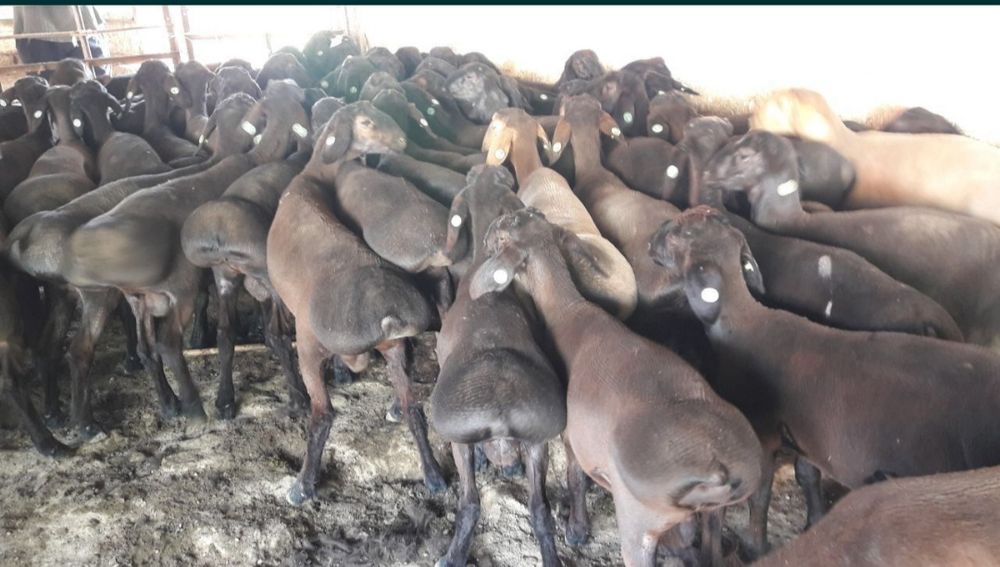 Qurbonlik, Aqiqa va ehsonlik uchun qoʻy bor