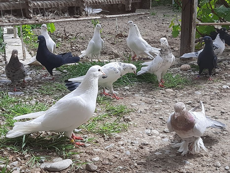 Голубкалар бар жақсы