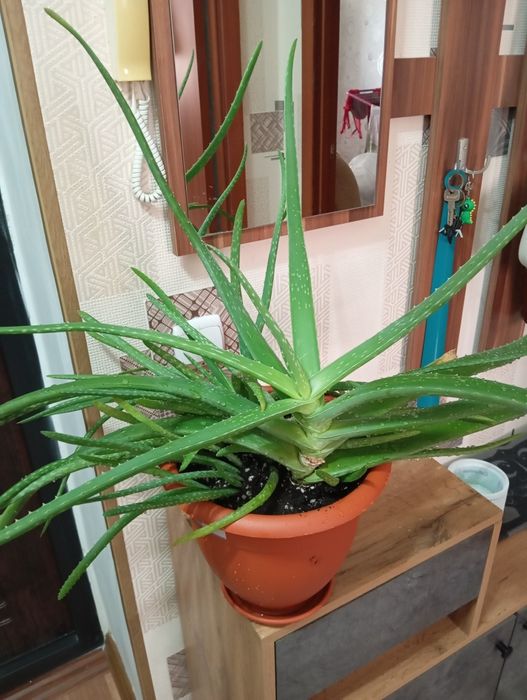 Продам комнатные растения