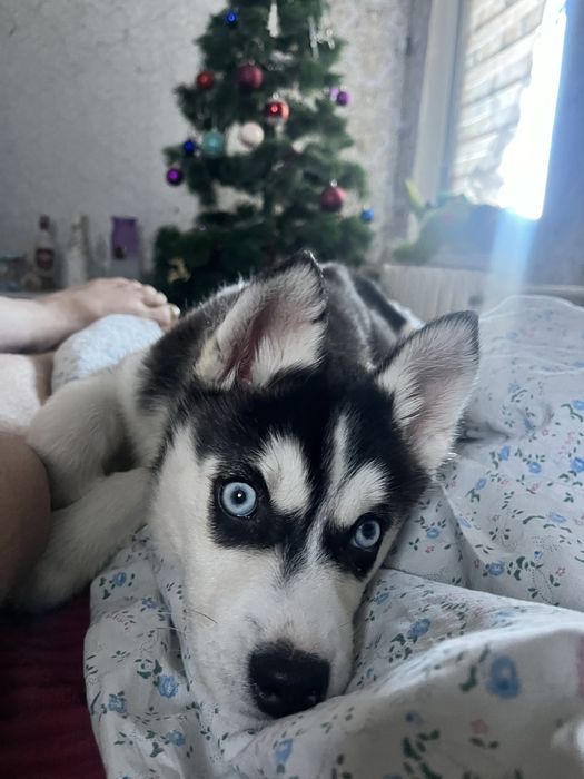 Хаски девочка 3 месяца