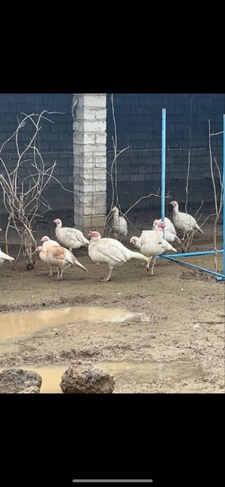 Ундык куркетауык