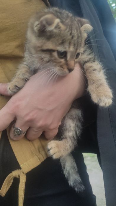Продам веслоухих котят