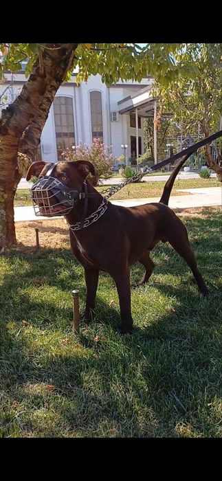 Щенки пит-бультеръера на продажу