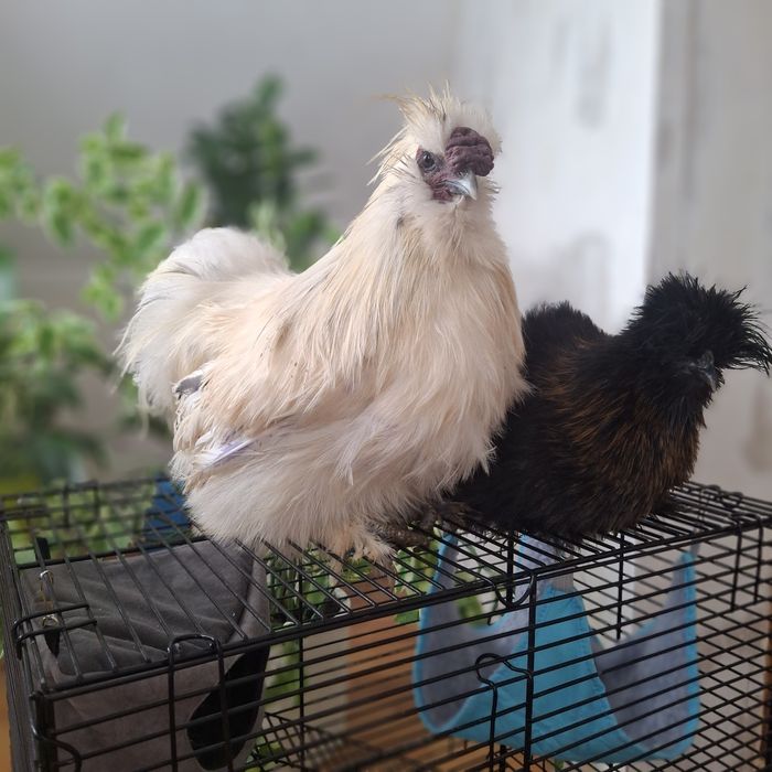 Шёлковые куры семья