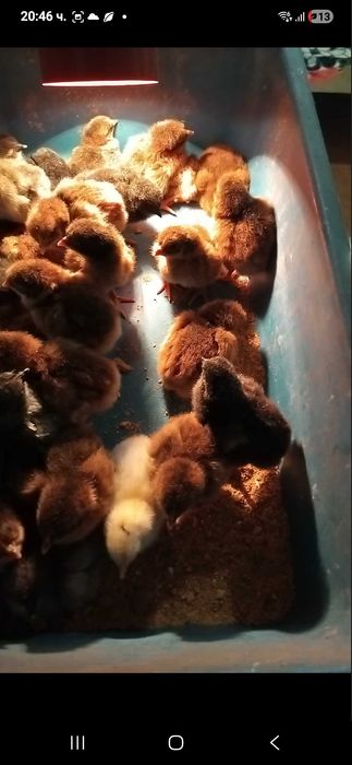 Продавам катунски кокошки, яйца и пилета на различна възраст