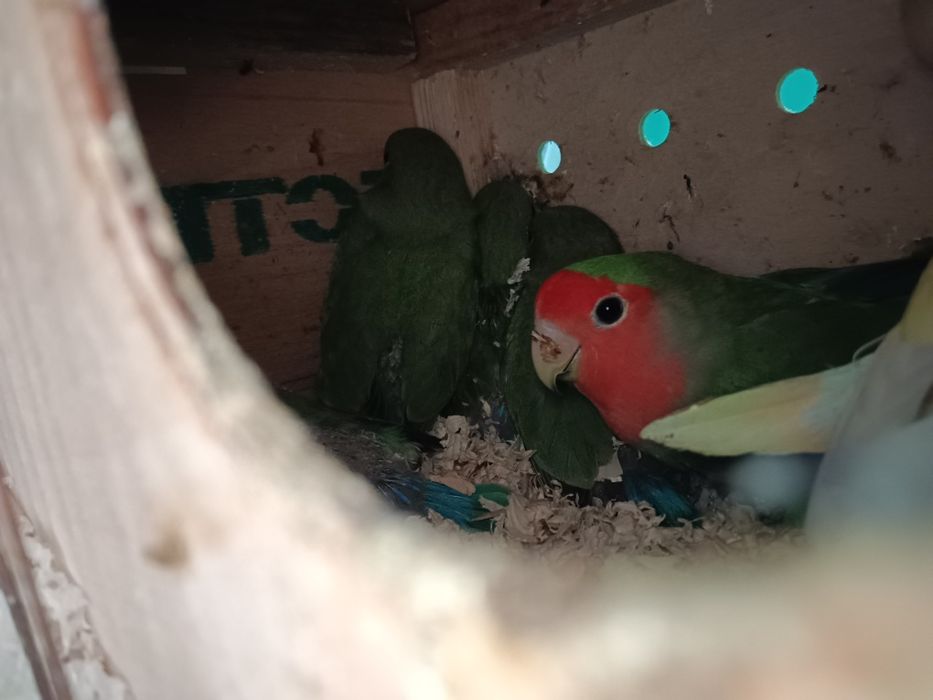 Тайор рабочи пара 100% Оилавий сотилади неразлучка