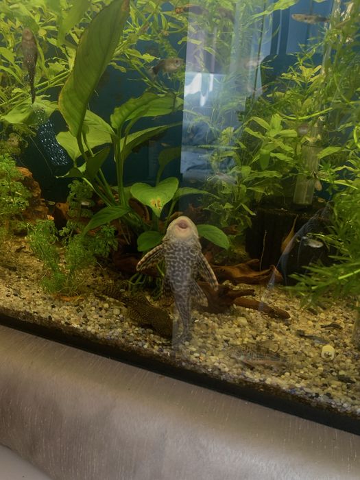 Guppy si ancistrus