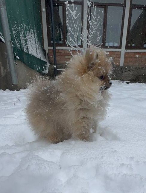 Продаются щенки малого немецкого шпица