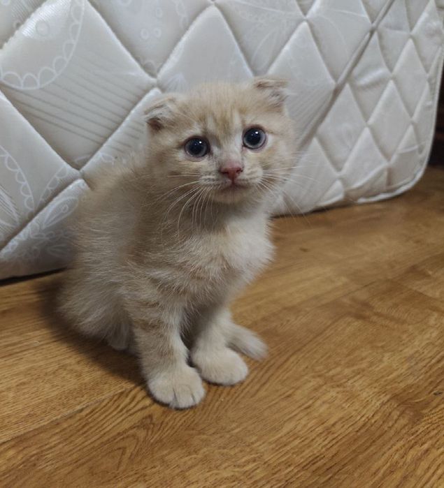 Плюшевые котята Скоттиш-Фолд (метисы шиншиллы). Очень игривые!