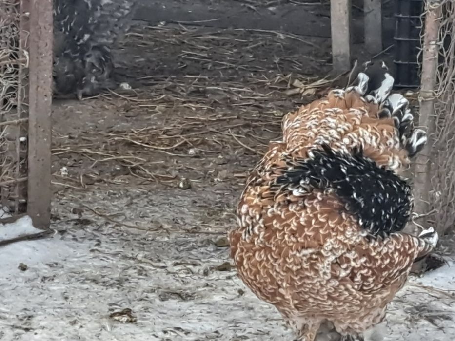 Vand oua incubat brahma portelan