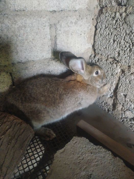 Quyonlar sotiladi olganga barakasini bersin va oʻzidan koʻpaysin