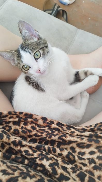 Отдается котенок