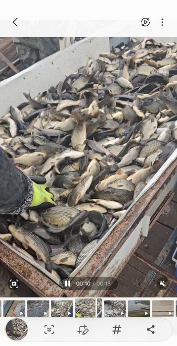 Puiet de crap acvacultura