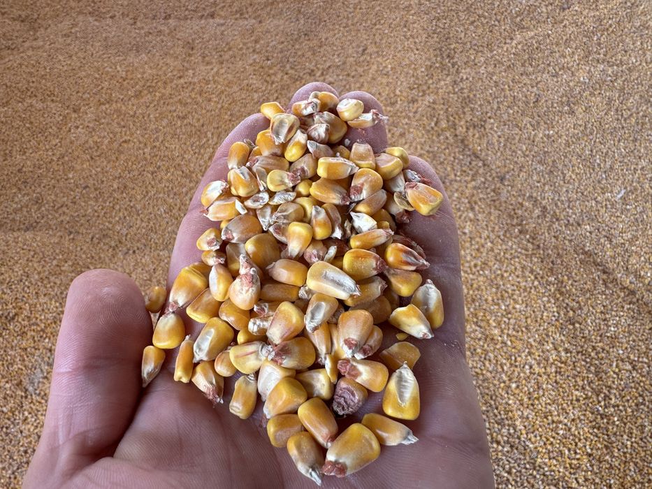 Porumb boabe an 2025